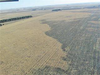 Maize harvest affected by charcoal rot outbreaks Maize harvest affected by charcoal rot outbreaks