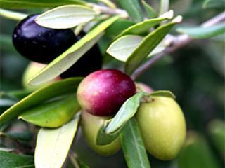 Entries open for 2013 SA Olive awards