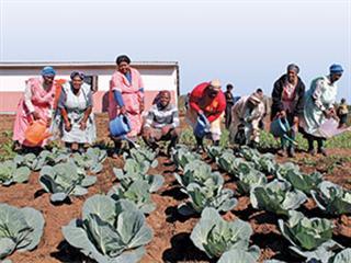 Interest in food production catches on Interest in food production catches on