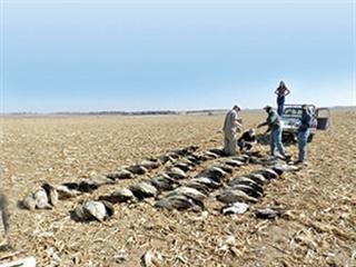 Vulture massacre highlights illegal use of poison