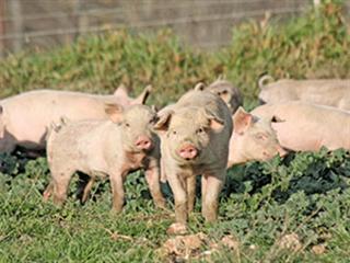 Consumption of meat and dairy to increase Consumption of meat and dairy to increase
