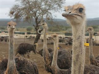 Ostrich leather not “in fashion” this season Ostrich leather not “in fashion” this season