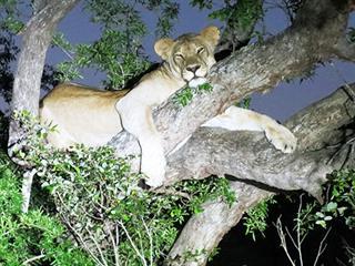 Lions get comfortable in new home Lions get comfortable in new home