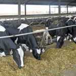 Vrede Dairy Project investigated.jpg