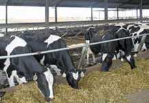 Vrede Dairy Project investigated