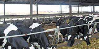 Vrede Dairy Project investigated