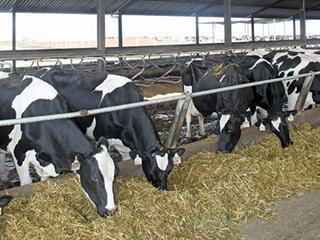 Vrede Dairy Project under investigation