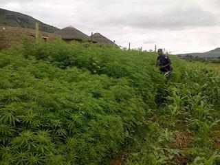Illegal dagga farming business busted Illegal dagga farming business busted