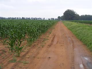 Free State rain a gift from above