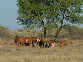 Namibia’s livestock producers angered by new SA livestock import regulations