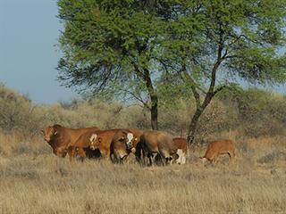 Namibia’s livestock producers angered by new SA livestock import regulations Namibia’s livestock producers angered by new SA livestock import regulations