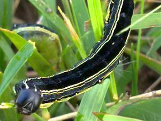 Armyworm outbreak alert Armyworm outbreak alert
