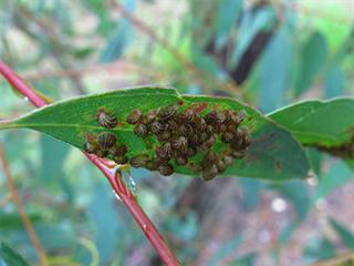 Forest scientists seek help with new Eucalyptus pest