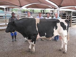 SA record price for Holstein Bull