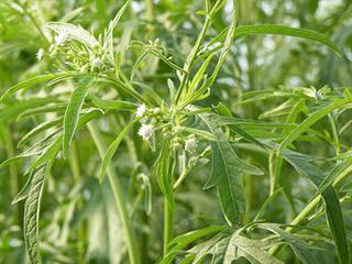 Two new facilities to assist in fight against parthenium Two new facilities to assist in fight against parthenium