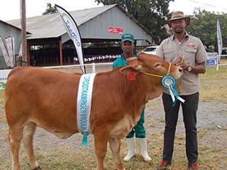 Doctor wins livestock championship