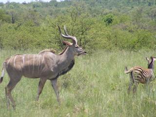 Kudu biltong for Hong Kong?