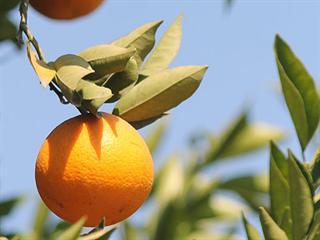 Treaty benefitting citrus exports from SA to US to be reviewed in 2015