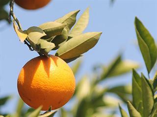 Treaty benefitting citrus exports from SA to US to be reviewed in 2015 Treaty benefitting citrus exports from SA to US to be reviewed in 2015