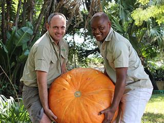 Giant pumpkin for KZN compost company