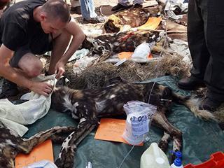 Conservationists rescue a pack of SA’s last free-roaming wild dogs Conservationists rescue a pack of SA’s last free-roaming wild dogs