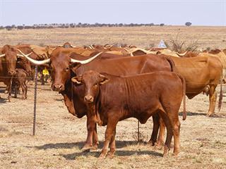 Free State stock theft syndicate thwarted