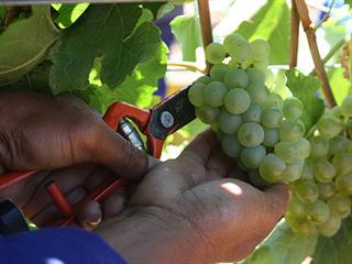A good but challenging year for wine farmers