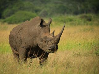 Would-be rhino poachers caught