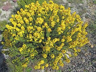 SA’s rooibos and honeybush names to be protected SA’s rooibos and honeybush names to be protected