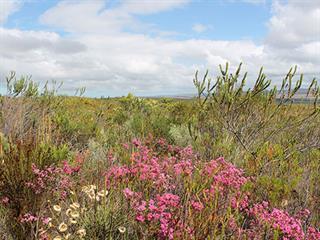 Expo to highlight conservation needs in Cape Floral Kingdom Expo to highlight conservation needs in Cape Floral Kingdom