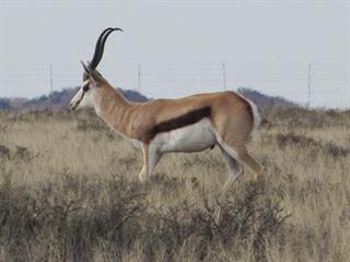 Meet the million rand springbok