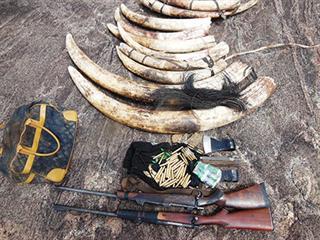 Suspected elephant poachers arrested in Mozambique Suspected elephant poachers arrested in Mozambique