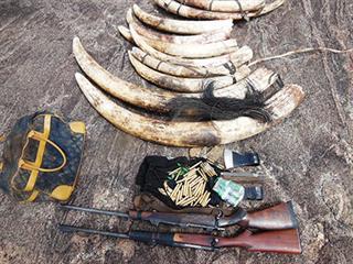 Suspected elephant poachers arrested in Mozambique