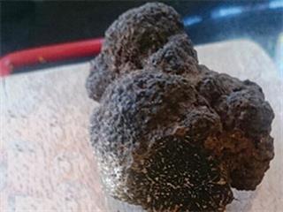 SA produces its first ever black truffle SA produces its first ever black truffle