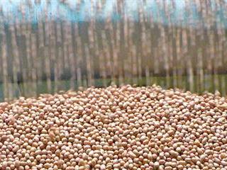 Groundnut production drops to 18 850t Groundnut production drops to 18 850t