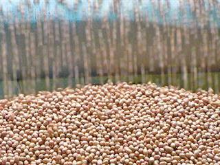 Groundnut production drops to 18 850t