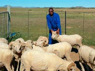 Top Merino genetics for Eastern Cape communal farmers