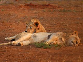 Fresh genetics introduced into uMkhuze lion pride