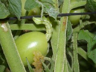 Diamide resistance possible problem Diamide resistance possible problem