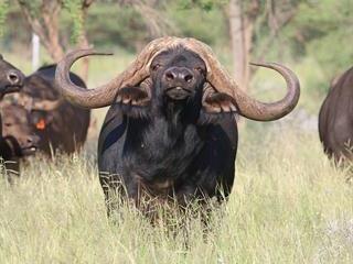 Buffalo bull sold for R168 million