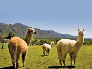 The alpaca is here to stay The alpaca is here to stay