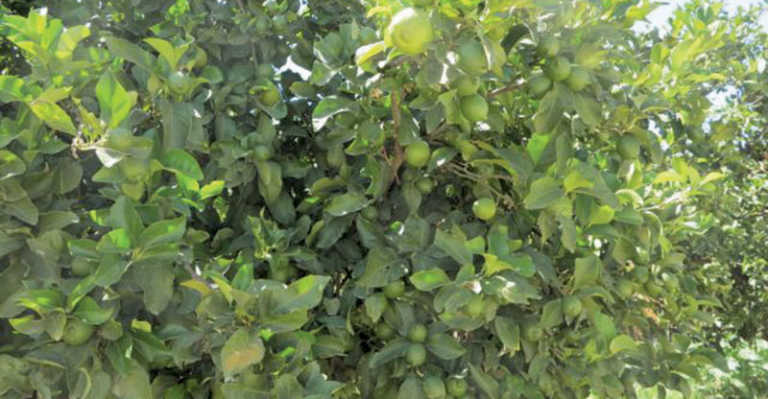 Growing demand for lemons internationally Growing demand for lemons internationally