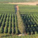 kirkwoord-citrus-farm