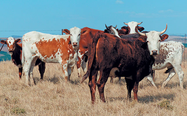 ARC’s top emerging beef farmer beats the odds