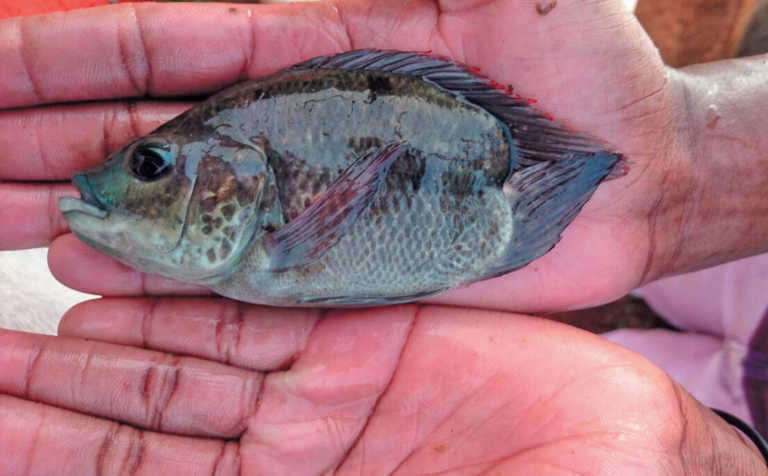 Diseases in the fish farming sector
