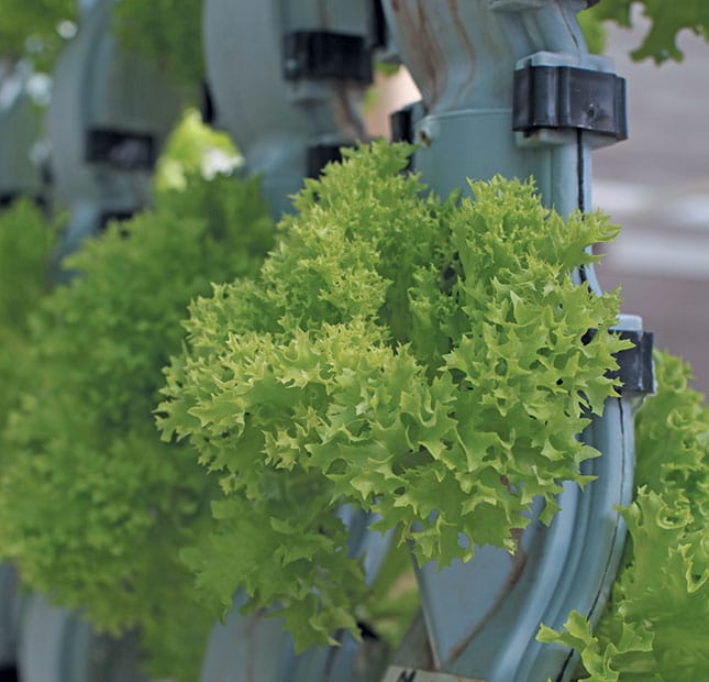 Target set to introduce vertical farming in-store