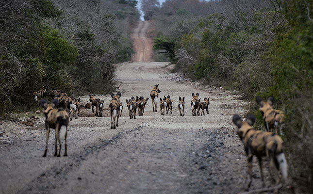 Rewilding of iSimangaliso well on track