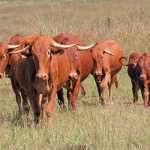 afrikaner-cattle