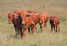 afrikaner-cattle