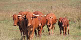 afrikaner-cattle